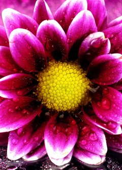 Elaine R. Mcallister